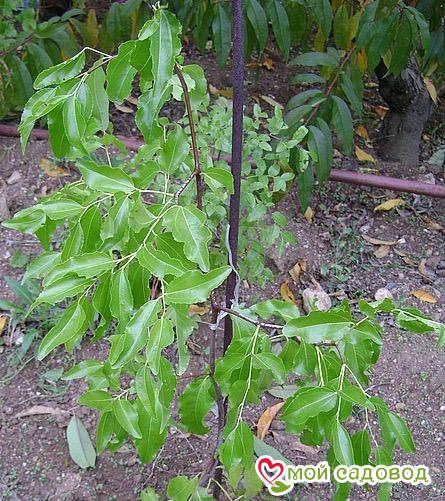 Зизифус Очарование